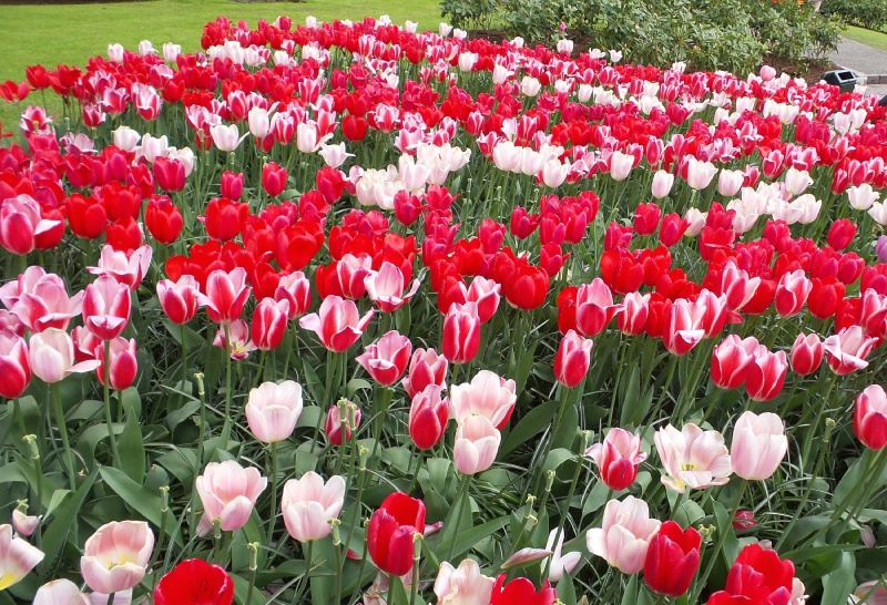 2014-04-17 Holland Tulips 40.jpg